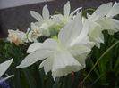 Narcissus Thalia (2013, April 16)