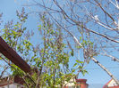 DSCN8040_3511