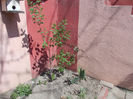 DSCN8052_3523