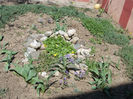 DSCN8054_3525