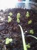 gloxi replantate