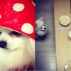 ailee's dog