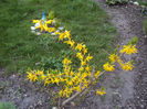 forsythia