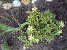 rhododenron