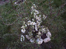 chaenomeles japonica