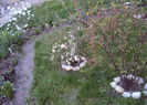 triloba, chaenomeles si magnolia stelata