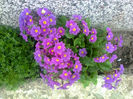 primula