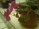 impatiens