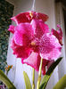 Vanda 3 (Roman Purple)