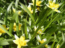 Tulipa Tarda (2013, April 16)