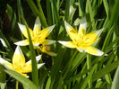 Tulipa Tarda (2013, April 16)