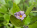 Myosotis alpestris (2013, April 16)