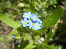 Myosotis alpestris (2013, April 16)