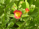 Primula polyanthus Red (2013, April 14)