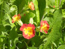 Primula polyanthus Red (2013, April 16)