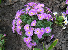 DSCN3965