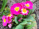 DSCN3971