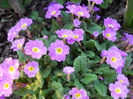 DSCN3974