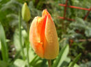Orange tulip (2013, April 16)