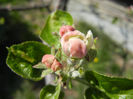 Apple Blossom_Flori mar (2013, April 16)