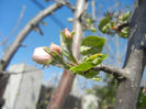 Apple Blossom_Flori mar (2013, April 16)