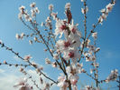 Prunus persica Davidii (2013, April 16)