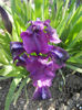 Purple Iris (2013, April 16)