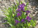 Purple Iris (2013, April 16)