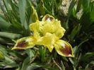 Yellow Iris (2013, April 16)