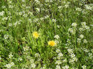 Wild flowers (2013, April 15)