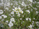 Capsella bursa-pastoris (2013, April 16)