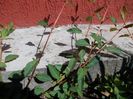 DSCN0273
