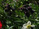 Fritillaria Persica