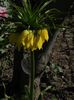 Fritillaria imperialis