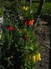 Fritillaria imperialis