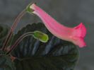 HCY`s Coral Candy