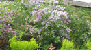 DSCN3171