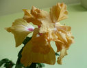 P1420828