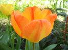Tulipa Orange Bowl (2013, April 17)