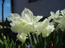 Narcissus Thalia (2013, April 17)