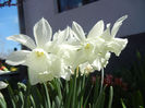 Narcissus Thalia (2013, April 17)