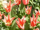 Tulipa Pinocchio (2013, April 17)