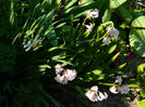 DSCN6837