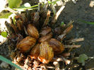 DSCN6870