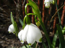 Leucojum aestivum (2013, April 17)