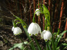Leucojum aestivum (2013, April 17)