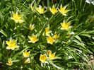 Tulipa Tarda (2013, April 17)
