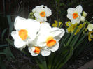 Daffodil Geranium (2013, April 17)
