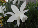 Narcissus Thalia (2013, April 17)