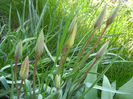 Tulipa clusiana Chrysantha (2013, Apr.17)